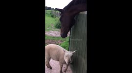 Bobby the horse and Angie the lamb making friends