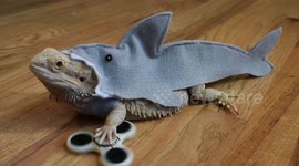 Bearded Dragon with Fidget Spinner reenacts Jaws