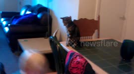 High five the cat!