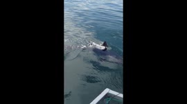 Rare shark off the coast of Maine