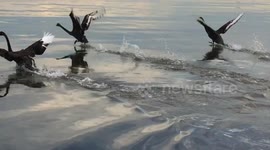Swans running on water