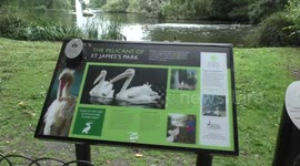 Pelicans of St James park