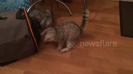 Kittens are useless spider hunters