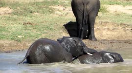 BOYS WILL BE BOYS - ELEPHANT BULLIES