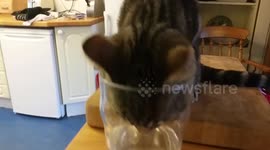 Kitten drinks from pint glass, lookk like an alien