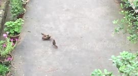 Mayfeather vs McPecker: sparrows engage in fierce garden fight