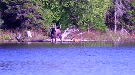 Mother Moose Rescues Drowning Calf - The Outdoors Chef