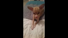 Dog cant contain her tongue around mac & cheese