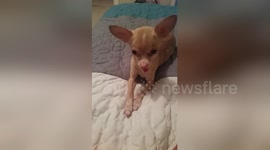 Newsflare Edit - Dog cant contain her tongue around mac & cheese