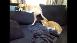 Dog Tail Assault - Lazy Cat Gets Smacked