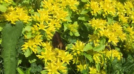 Frolicking Butterflies