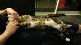 Relaxed cat, loves cuddles