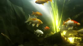 Koi Pond | A Trip Beneath The Surface