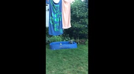 Vancouver raccoons sneak an early morning swim
