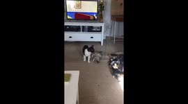 Mum cat play fighting