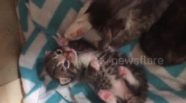 Kittens and mum