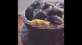 Kittens in a teacup