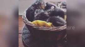 Newsflare Edit - Kittens in a teacup