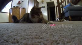 Three-legged cat pursues laser with shocking speed