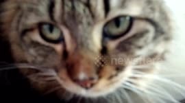 Squeaky Purr From Kitten