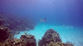 Eagle Ray / Stingray