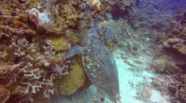 Watching the Sea Turtle Eat