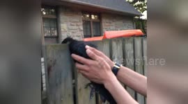 Man rescues crow with head stuck in fence
