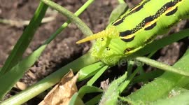 Caterpillar has scary looking horn?