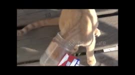 Cat gets it's head stuck