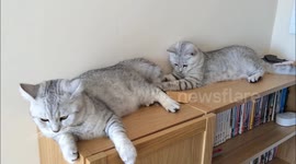 Cat's fave toy is brother's tail