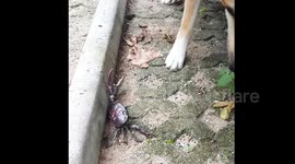 Just a cute dog playing with a crab