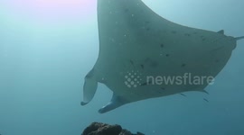 Surrounded by Manta Rays at Nusa Penida, Bali in Indonesia