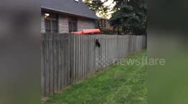 Newsflare Edit - Man rescues crow with head stuck in fence