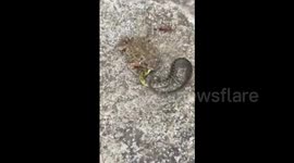Toad eats live snake