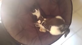 My very weird cats look very guilty!!