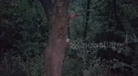 Mouse in the tree