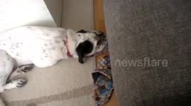 Dog loves to sleep in the slipper