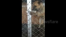 Clever dog works latch to escape kennel