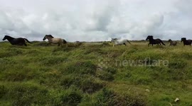 Wild Dartmoor Ponies stampeding, Dartmoor, Devon uk