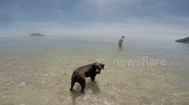 Puppy Lab Swims For the First Time In the Sea