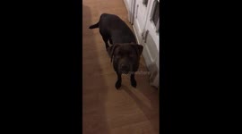 Puppy Lab Takes Her Teddy Bear to Sleep