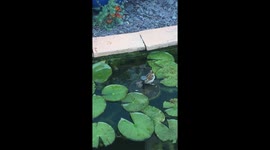 Sparrow