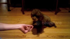 Cute Cog Slipping While Trying To Eat Food!