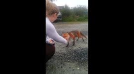 Cute Fox trying to eat loads of sausages