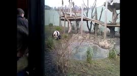 Funny Panda Pees on Visitors at Edinburgh Zoo