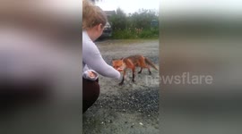Newsflare Edit - Cute Fox trying to eat loads of sausages