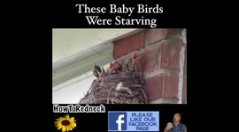Helping Mother Nature Save  Baby Birds