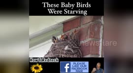 Newsflare Edit - Helping Mother Nature Save  Baby Birds