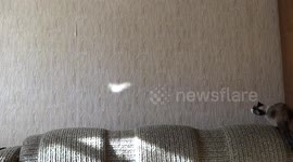 Cute Cat Jumps for light on wall and FAILS
