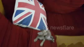 Moroccan kitten going crazy!